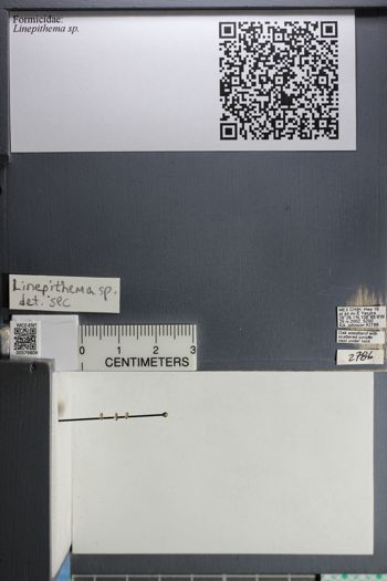 Media type: image;   Entomology 579809